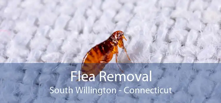 Flea Removal South Willington - Connecticut