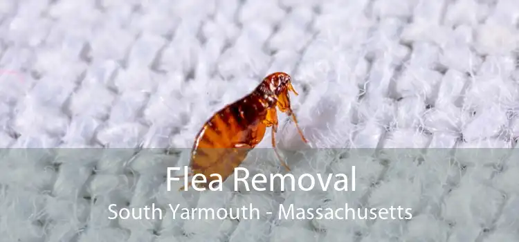 Flea Removal South Yarmouth - Massachusetts