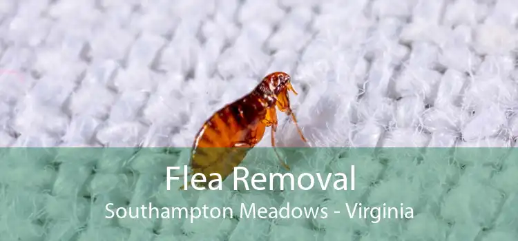Flea Removal Southampton Meadows - Virginia