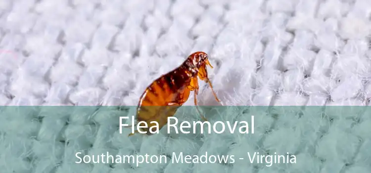 Flea Removal Southampton Meadows - Virginia