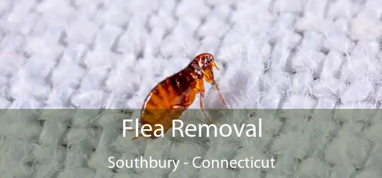 Flea Removal Southbury - Connecticut