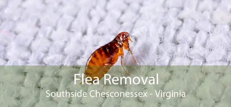 Flea Removal Southside Chesconessex - Virginia
