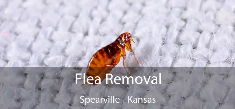 Flea Removal Spearville - Kansas