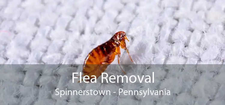 Flea Removal Spinnerstown - Pennsylvania