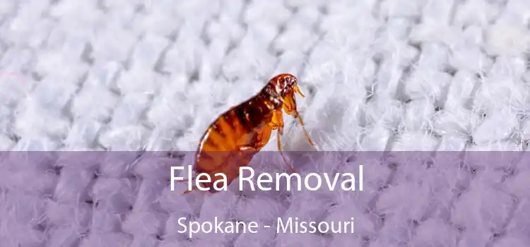 Flea Removal Spokane - Missouri