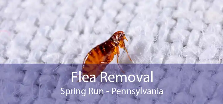 Flea Removal Spring Run - Pennsylvania