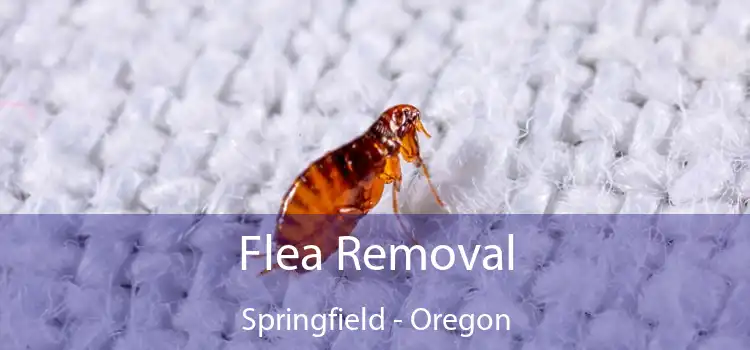 Flea Removal Springfield - Oregon