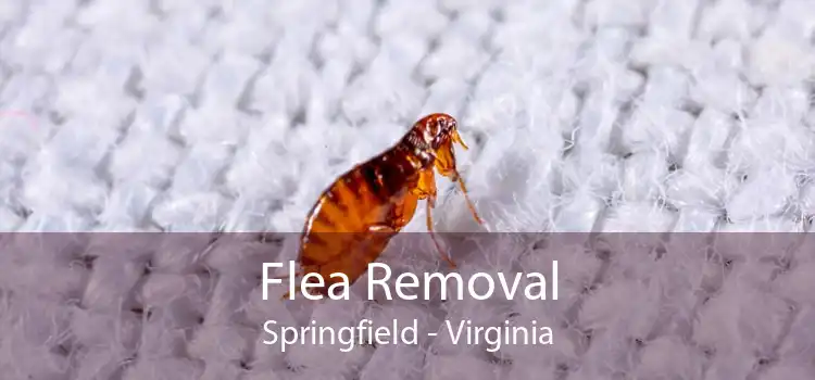 Flea Removal Springfield - Virginia
