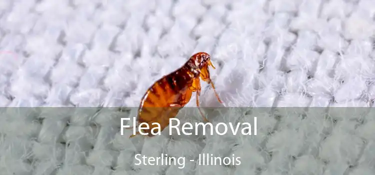 Flea Removal Sterling - Illinois