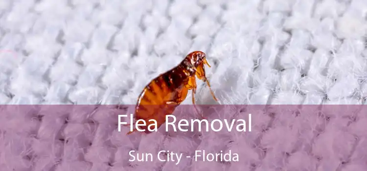 Flea Removal Sun City - Florida