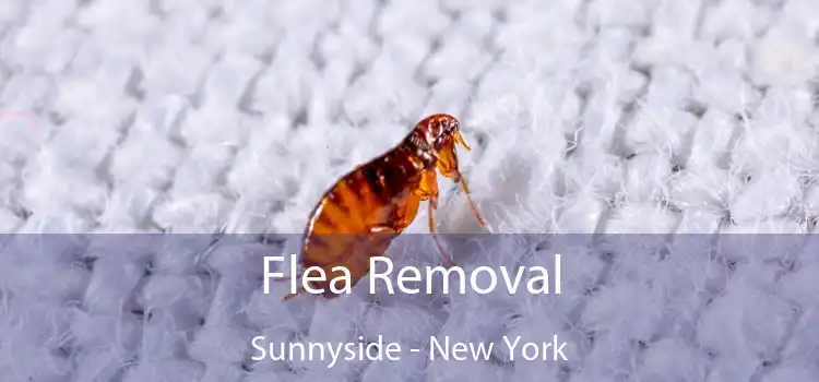 Flea Removal Sunnyside - New York