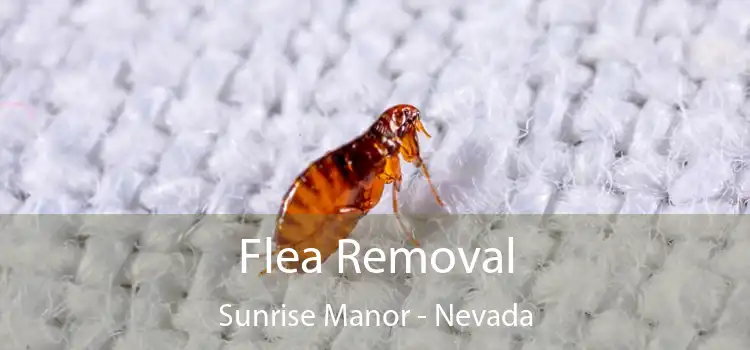 Flea Removal Sunrise Manor - Nevada