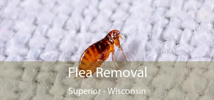 Flea Removal Superior - Wisconsin