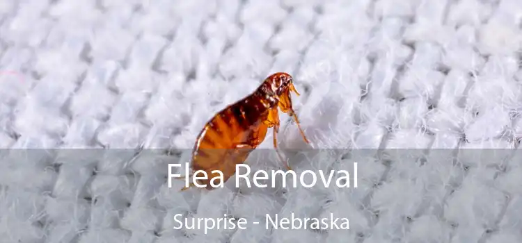 Flea Removal Surprise - Nebraska