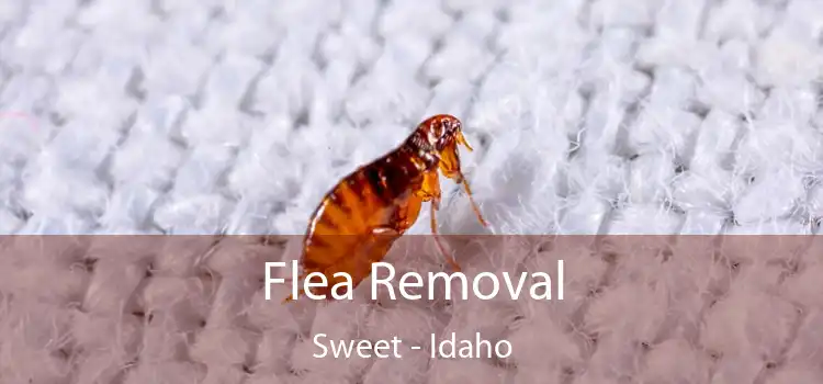 Flea Removal Sweet - Idaho