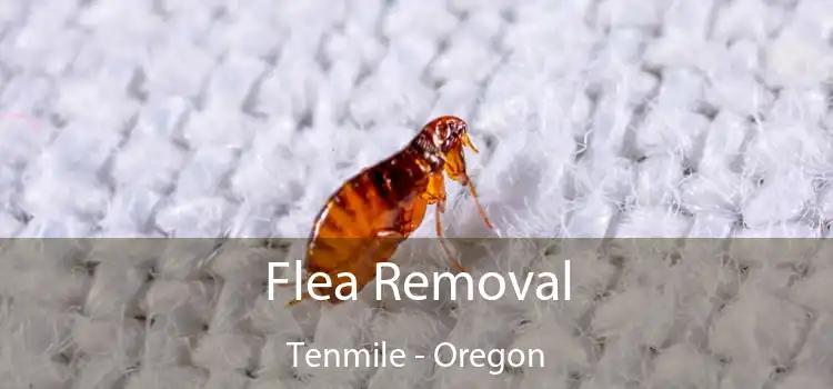 Flea Removal Tenmile - Oregon
