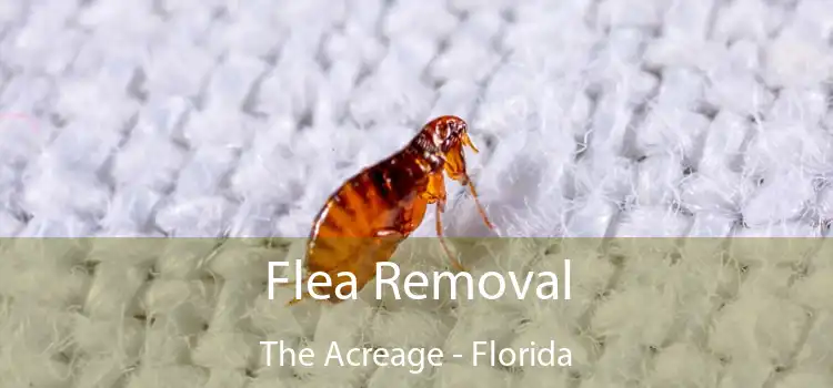 Flea Removal The Acreage - Florida