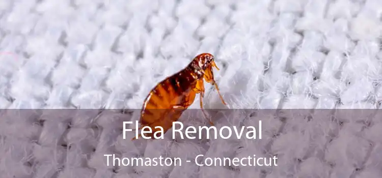 Flea Removal Thomaston - Connecticut