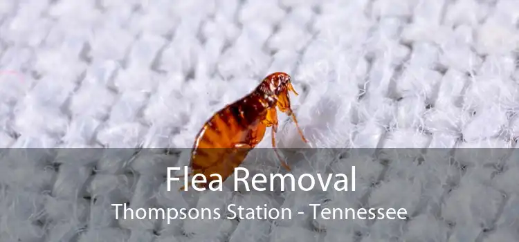 Flea Removal Thompsons Station - Tennessee