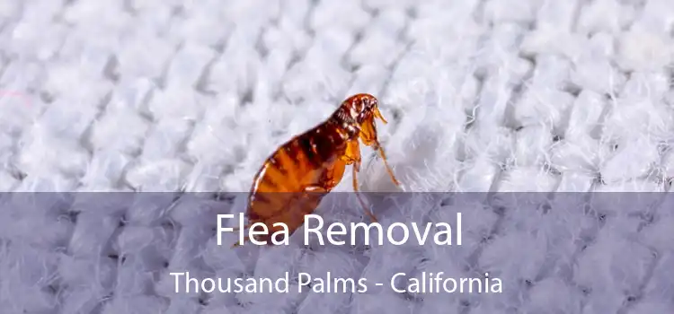 Flea Removal Thousand Palms - California