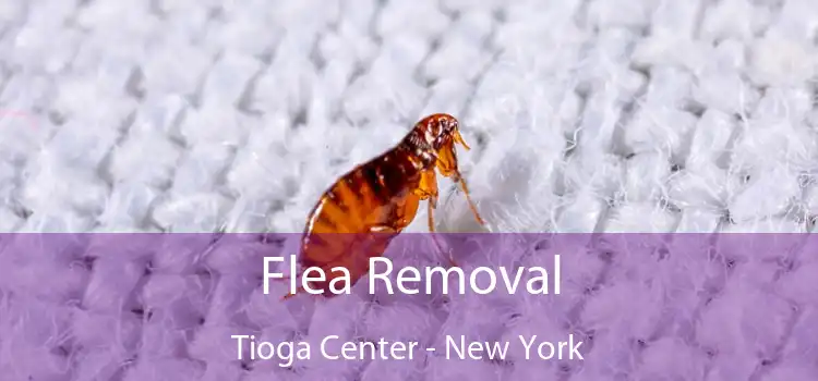 Flea Removal Tioga Center - New York