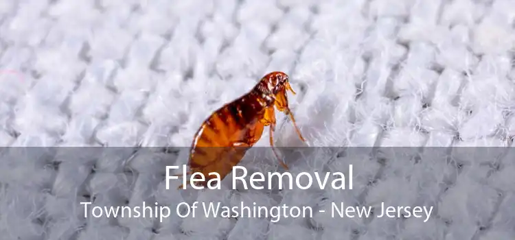 Flea Removal Township Of Washington - New Jersey