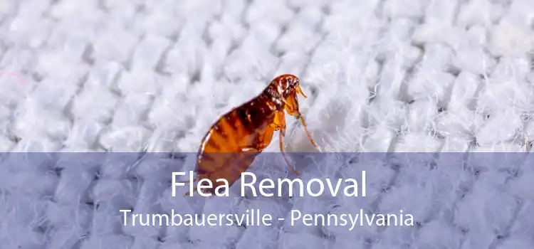 Flea Removal Trumbauersville - Pennsylvania