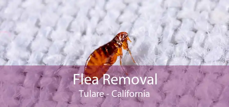 Flea Removal Tulare - California
