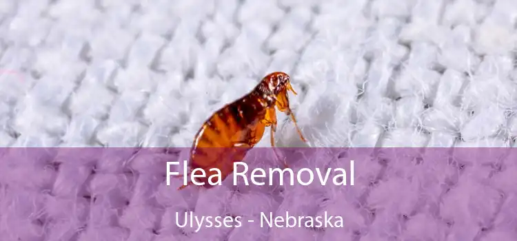 Flea Removal Ulysses - Nebraska