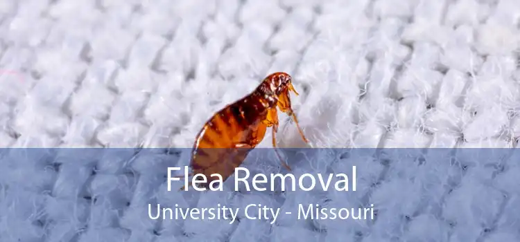Flea Removal University City - Missouri
