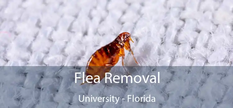 Flea Removal University - Florida