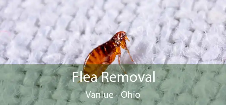 Flea Removal Vanlue - Ohio