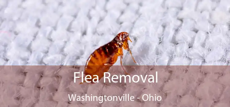 Flea Removal Washingtonville - Ohio