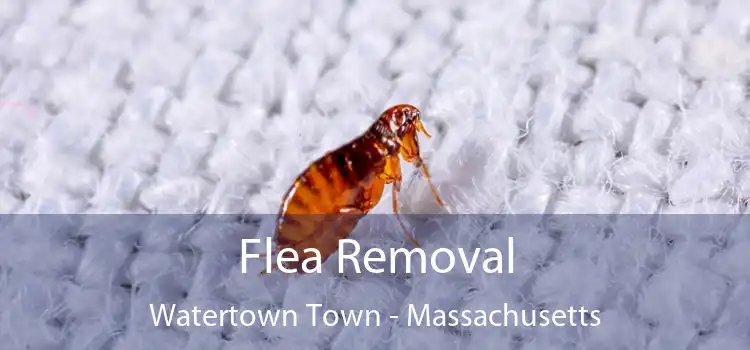 Flea Removal Watertown Town - Massachusetts