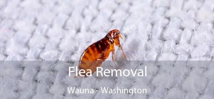 Flea Removal Wauna - Washington