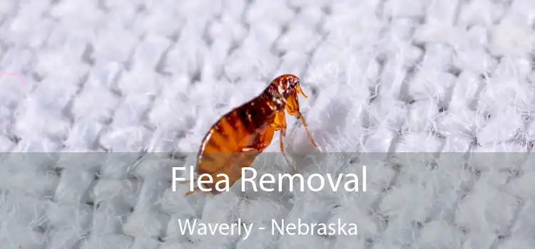 Flea Removal Waverly - Nebraska