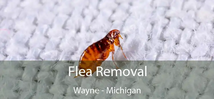 Flea Removal Wayne - Michigan