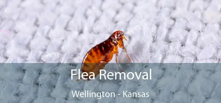 Flea Removal Wellington - Kansas