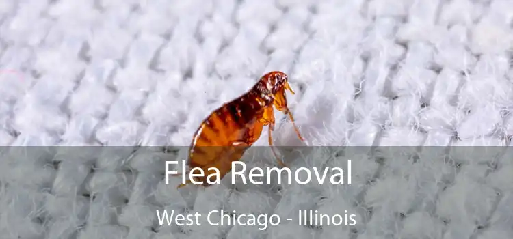 Flea Removal West Chicago - Illinois