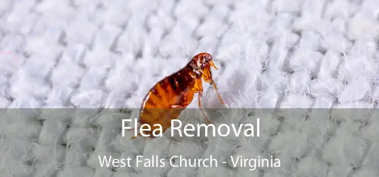 Flea Removal West Falls Church - Virginia
