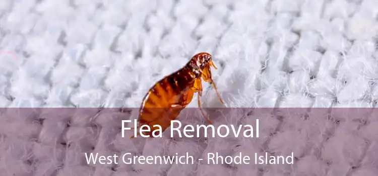 Flea Removal West Greenwich - Rhode Island