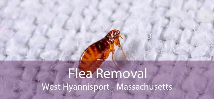 Flea Removal West Hyannisport - Massachusetts