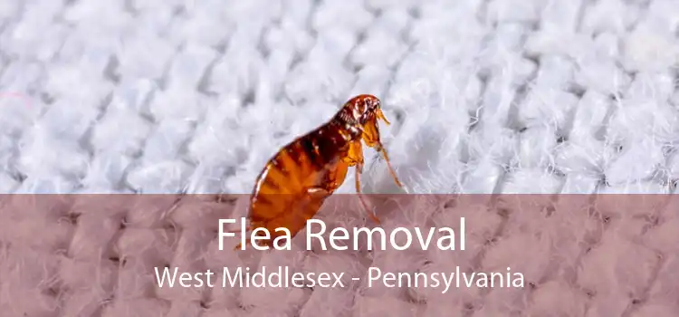 Flea Removal West Middlesex - Pennsylvania