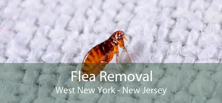 Flea Removal West New York - New Jersey