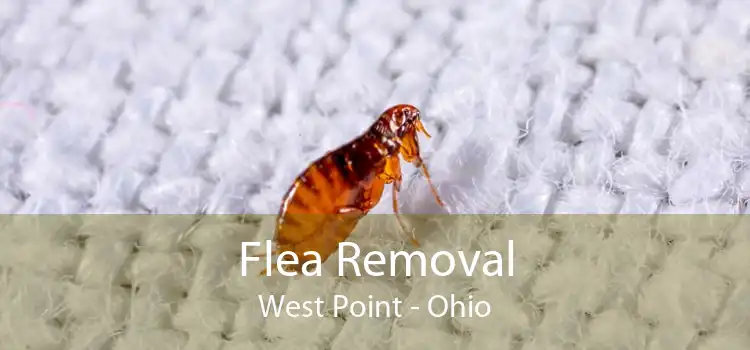 Flea Removal West Point - Ohio