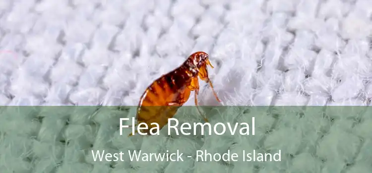 Flea Removal West Warwick - Rhode Island