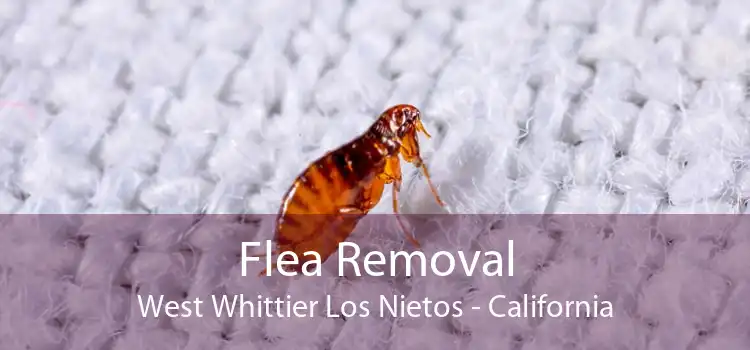 Flea Removal West Whittier Los Nietos - California