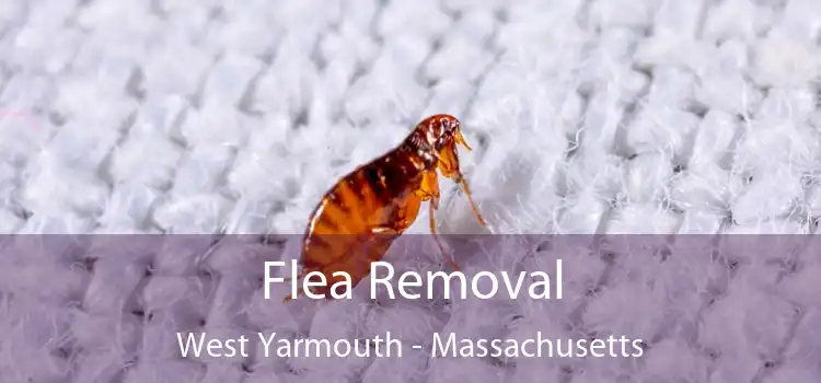 Flea Removal West Yarmouth - Massachusetts
