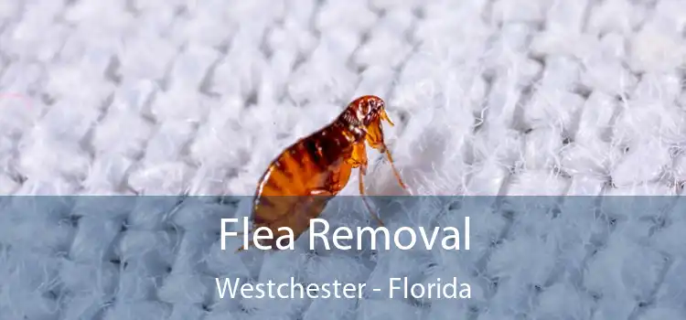 Flea Removal Westchester - Florida