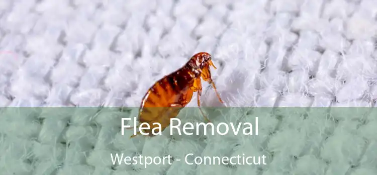 Flea Removal Westport - Connecticut
